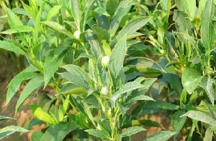 中药材种植成农民致富“新宠”