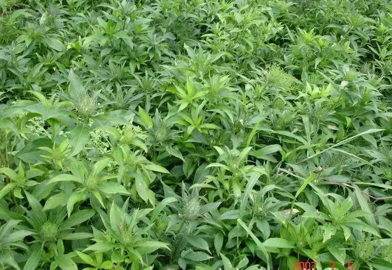 致富种植农民适合做什么_适合农民种植致富_农民致富种植项目