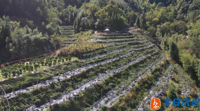江华返乡小伙种植“黑老虎”首获丰收