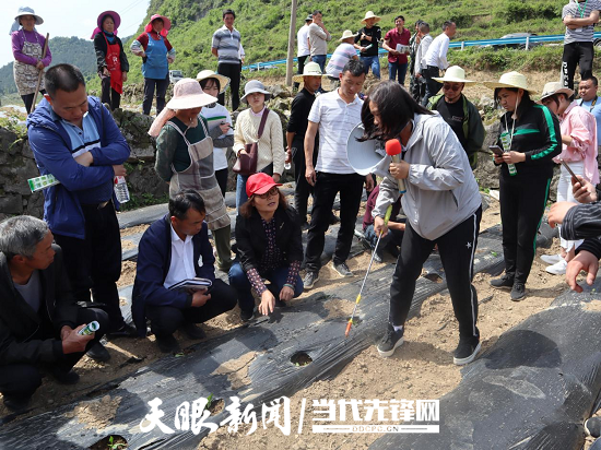 致富辣椒种植方法_辣椒种植效益_辣椒怎么种植致富