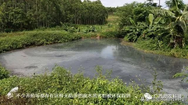 糖蔗栽培技术_糖蔗高产种植关键技术_糖蔗种植技术
