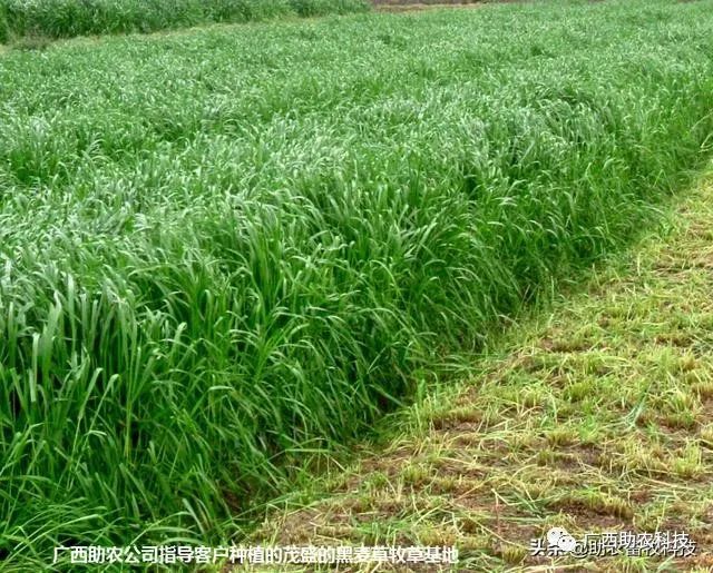 糖蔗种植技术_糖蔗高产种植关键技术_糖蔗高产栽培技术