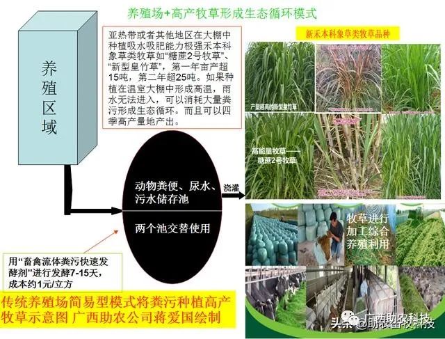 糖蔗高产种植关键技术_糖蔗种植技术_糖蔗高产栽培技术