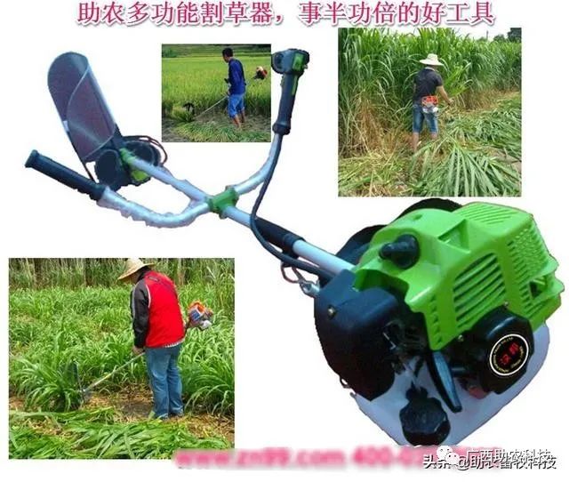 糖蔗种植技术_糖蔗高产栽培技术_糖蔗高产种植关键技术