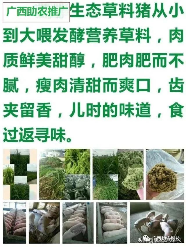 糖蔗高产栽培技术_糖蔗种植技术_糖蔗高产种植关键技术