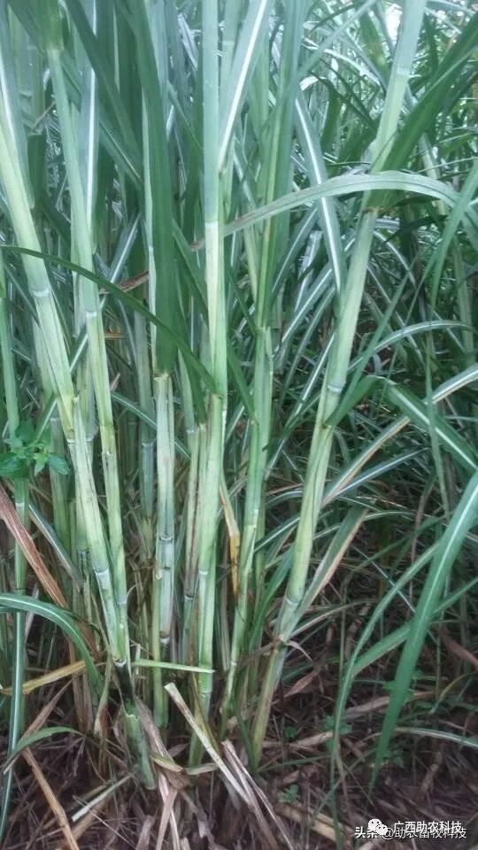 糖蔗高产栽培技术_糖蔗高产种植关键技术_糖蔗种植技术