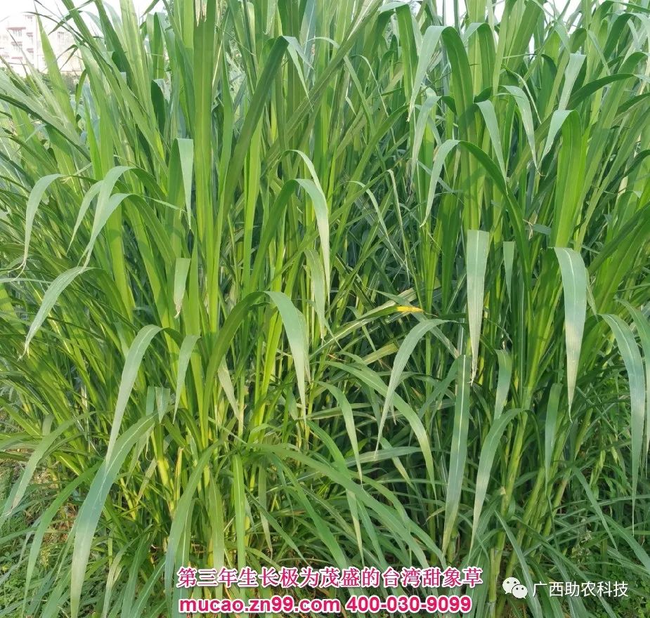 糖蔗种植技术_糖蔗高产栽培技术_糖蔗高产种植关键技术