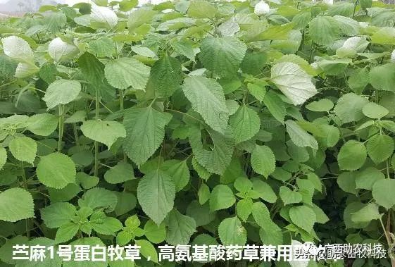 糖蔗种植技术_糖蔗高产栽培技术_糖蔗高产种植关键技术