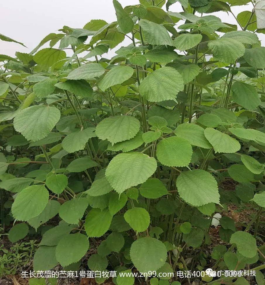糖蔗高产栽培技术_糖蔗高产种植关键技术_糖蔗种植技术
