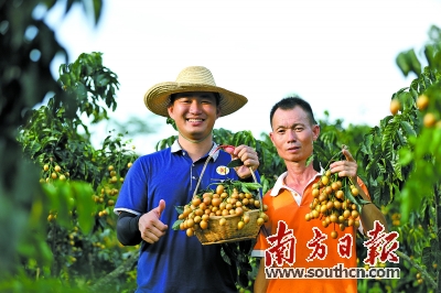 廉江：高价包销红橙果 拓销路助农增收