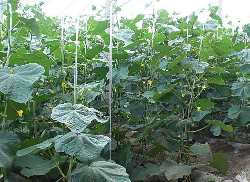 介绍几种大棚蔬菜连种、茬口安排