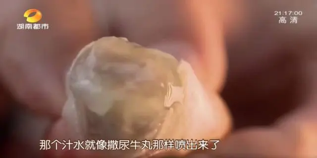 种植黑老虎致富_种黑老虎可以致富吗_种黑老虎发财是骗局