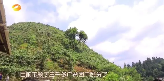 种黑老虎可以致富吗_种黑老虎发财是骗局_种植黑老虎致富