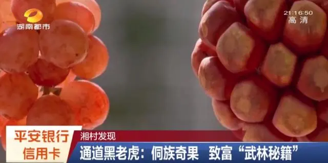 种黑老虎可以致富吗_种黑老虎发财是骗局_种植黑老虎致富