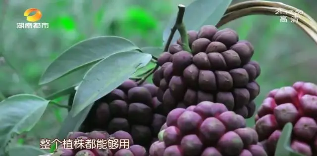 种黑老虎可以致富吗_种植黑老虎致富_种黑老虎发财是骗局