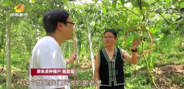 种黑老虎发财是骗局_种植黑老虎致富_种黑老虎可以致富吗
