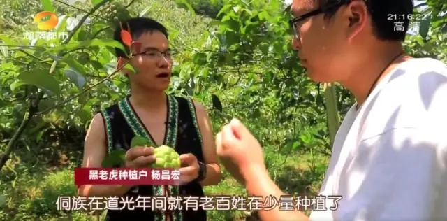种黑老虎发财是骗局_种黑老虎可以致富吗_种植黑老虎致富