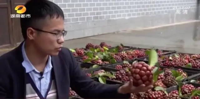 种黑老虎可以致富吗_种植黑老虎致富_种黑老虎发财是骗局