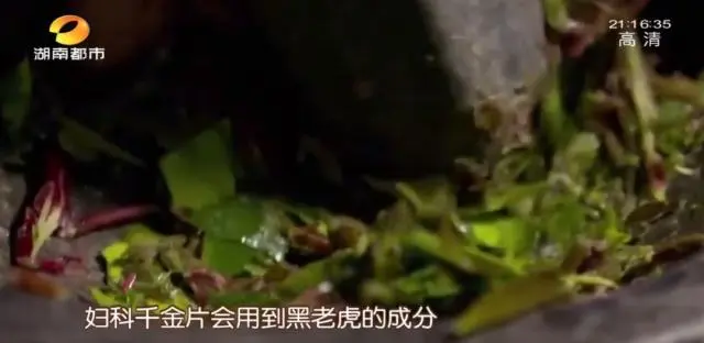 种黑老虎发财是骗局_种黑老虎可以致富吗_种植黑老虎致富