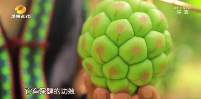 种植黑老虎致富_种黑老虎可以致富吗_种黑老虎发财是骗局