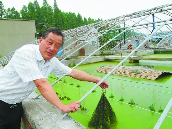 致富经孵化小甲鱼视频_孵化小甲鱼教学视频_甲鱼孵化机
