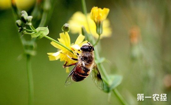 蜜蜂养殖技术上市企业_蜜蜂养殖技术上_蜜蜂养殖技术要点