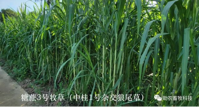 养殖业老大_养殖业老板_这个老板养殖技术好
