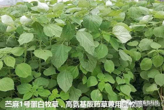 这个老板养殖技术好_养殖业老板_养殖业老大