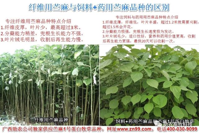 养殖业老大_这个老板养殖技术好_养殖业老板