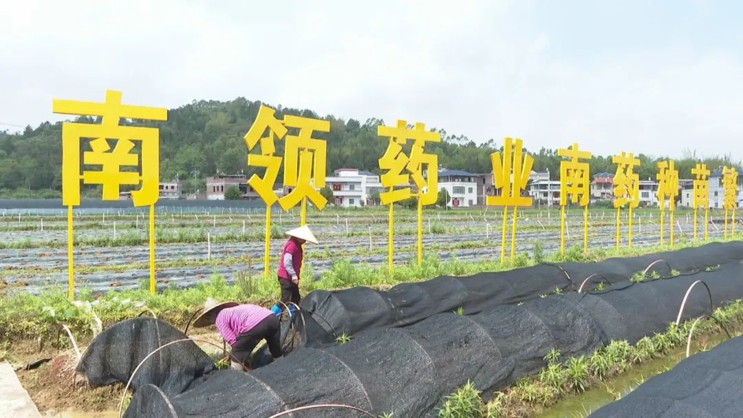 致富经种植亩收入过亿_种植致富经_种植岗梅致富吗