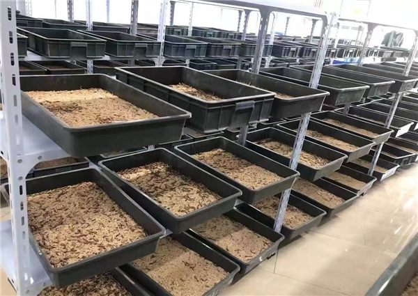 蛋白虫养殖怎么样？广西台联现代农业科技有限公司带你创业做老板