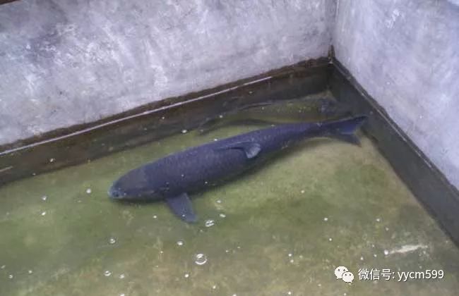 养殖利润青鱼技术怎么样_青鱼养殖技术和利润_养殖青鱼的成本利润