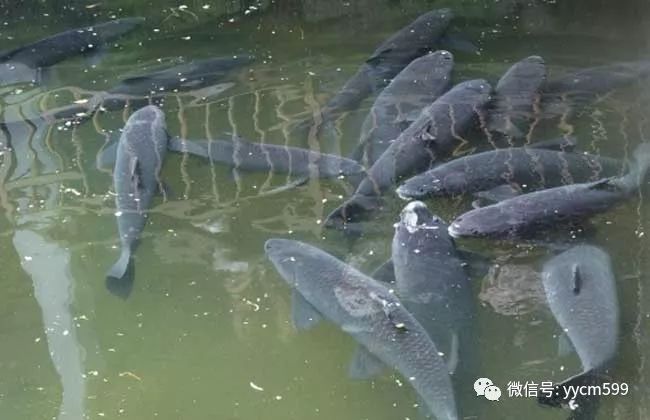 青鱼养殖技术和利润_养殖青鱼的成本利润_养殖利润青鱼技术怎么样