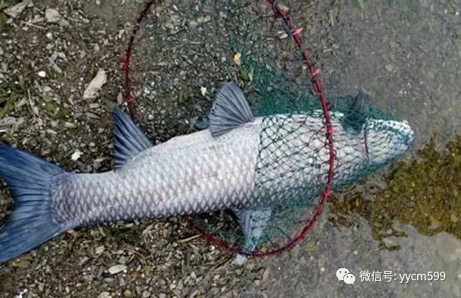 青鱼养殖技术和利润_养殖利润青鱼技术怎么样_养殖青鱼的成本利润