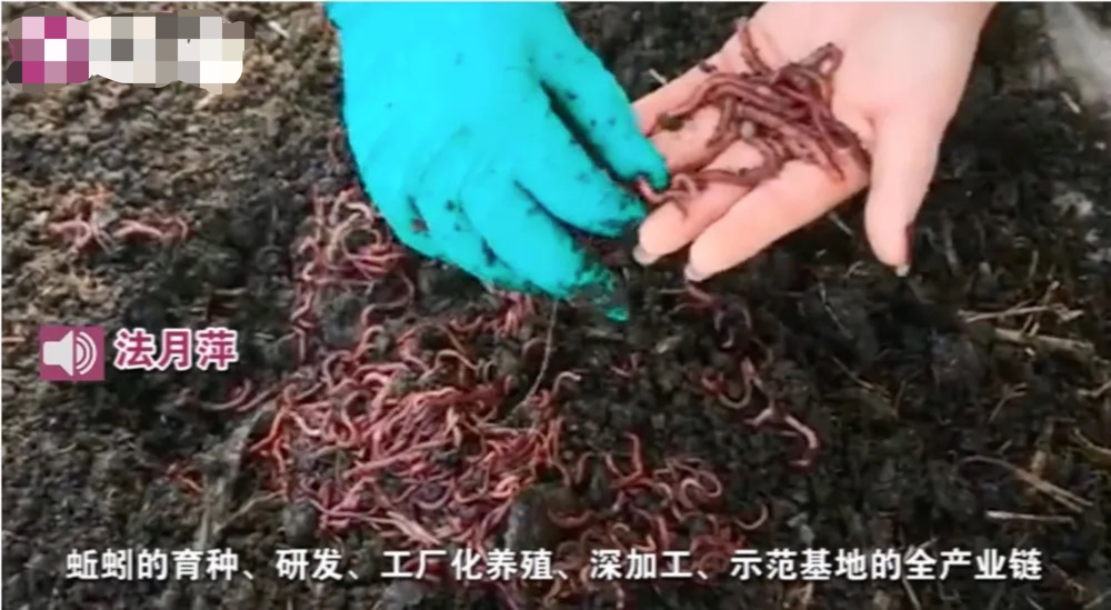 养殖蚯蚓十大弊端_养殖蚯蚓的条件_蚯蚓养殖技术相关推荐