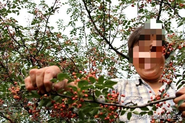 种植致富新项目_小本种植致富项目_小型种植致富项目