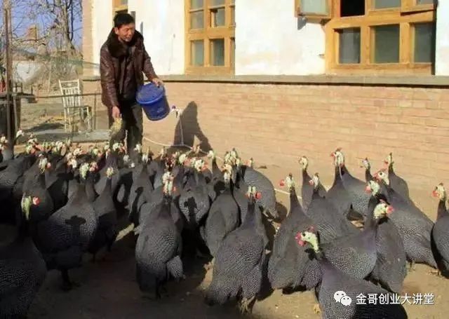 致富养殖什么最赚钱_2020农村养殖致富门路_农村冷门养殖致富
