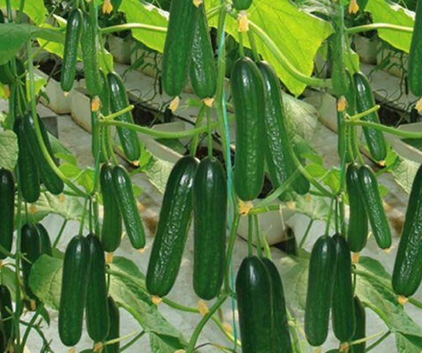 致富小型种植项目名称_种植致富新项目_小型种植致富项目