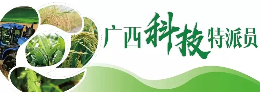 养殖大石鸡技术与管理_养殖石鸡视频_大石鸡养殖技术