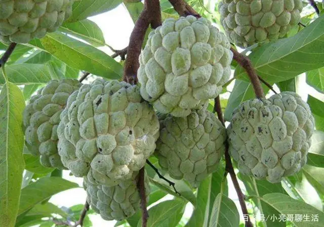 南果北种：番荔枝种植条件和繁殖方法，这里列出来，学习一下吧