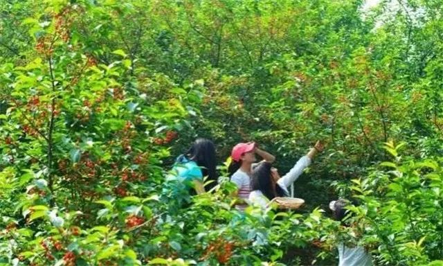 威海种植草莓致富新闻_威海草莓采摘园什么时候开放_威海草莓产业论坛
