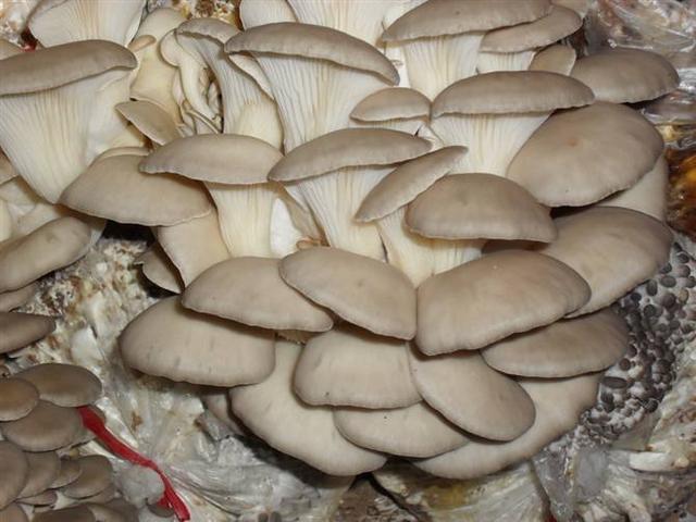 致富经大棚种植致富经2020_大棚种植业致富项目网_大棚里的致富经