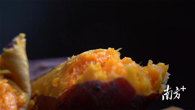 致富冬瓜种植_致富冬瓜种植技术视频_冬瓜高产种植技术视频