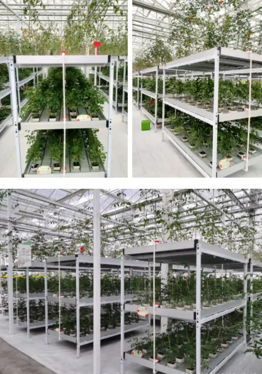 蒲瓜种植技术与管理法_蒲瓜种植技术视频_蒲瓜种植技术