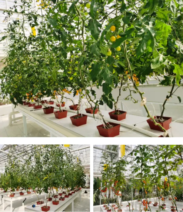 蒲瓜种植技术_蒲瓜种植技术视频_蒲瓜种植技术与管理法