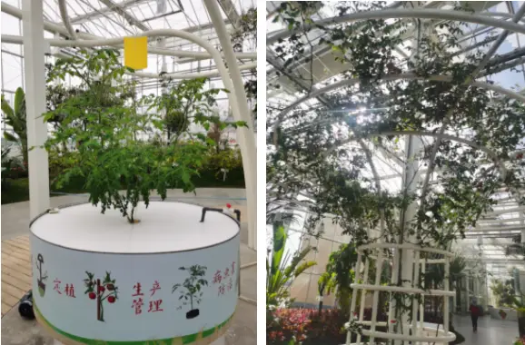 蒲瓜种植技术与管理法_蒲瓜种植技术_蒲瓜种植技术视频