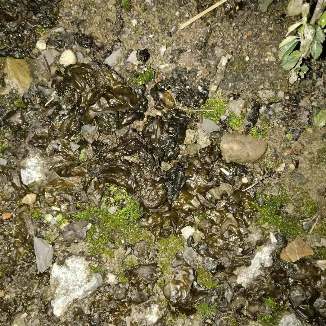 致富种植地皮菜怎么样_种植地皮菜致富_地皮菜种植成本与利润