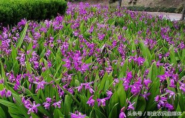 白芨的栽培