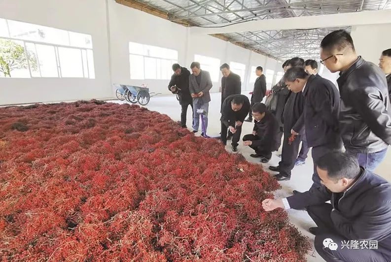 致富种植葡萄林图片_葡萄林种植致富_致富经葡萄种植视频