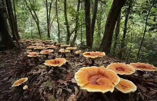 漳州种植致富_福建省漳州市种植什么树值钱_漳州种植作物